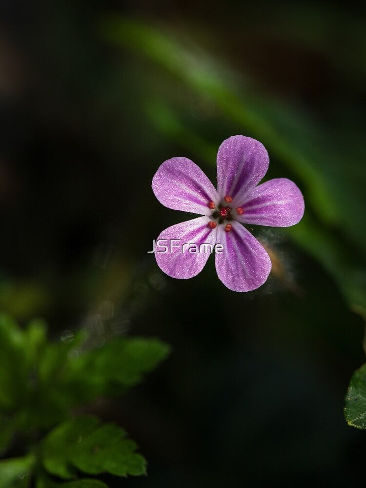 Whisper of Violet – Delicate Wildflower Macro by JSFrame