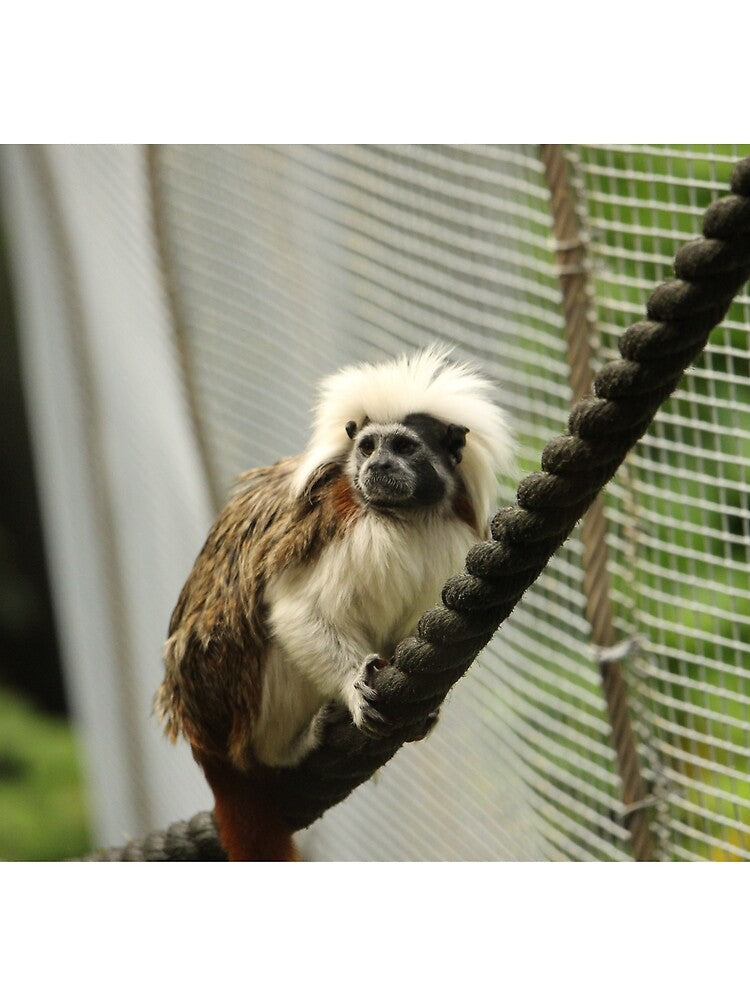Cotton  Top Tamarin by OMGaZombieKing