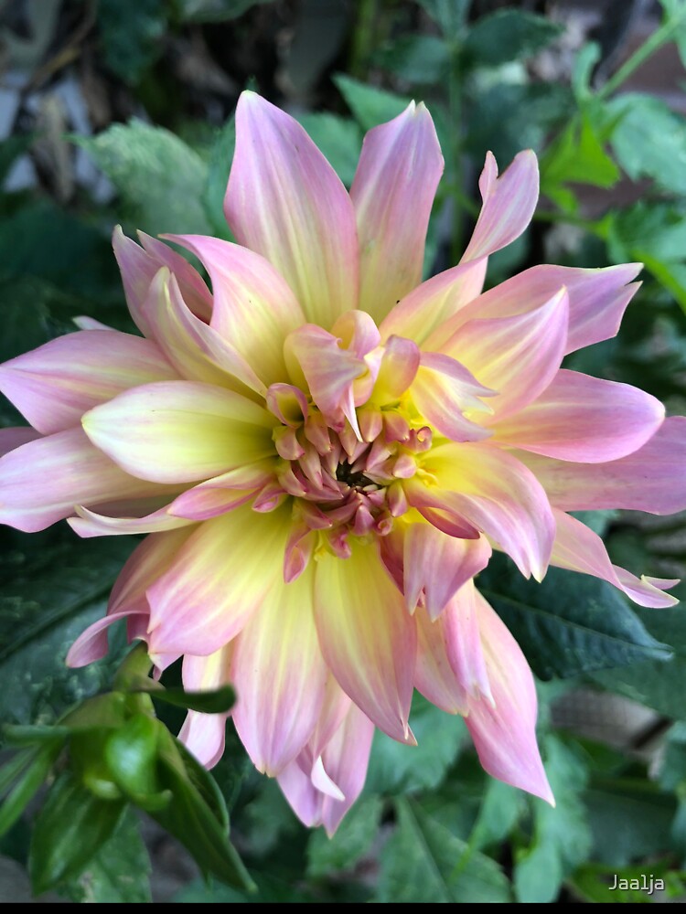 Mimi’s Beautiful Bloom by Jaa1ja