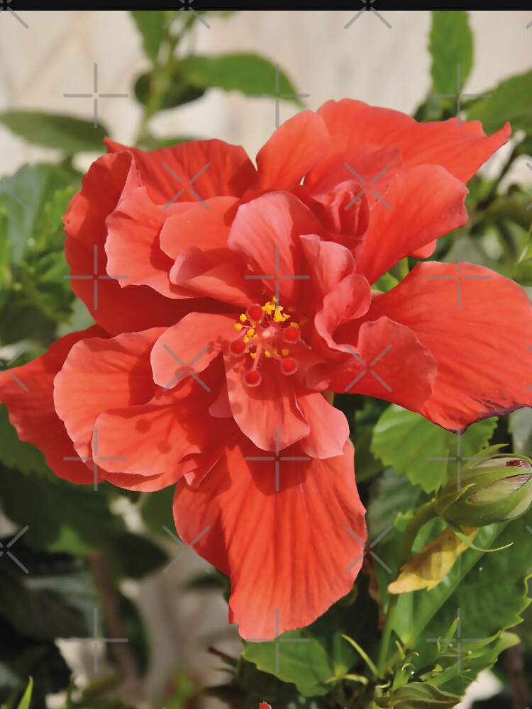 Vibrant Red Hibiscus Bloom by TheMarketplaceworld