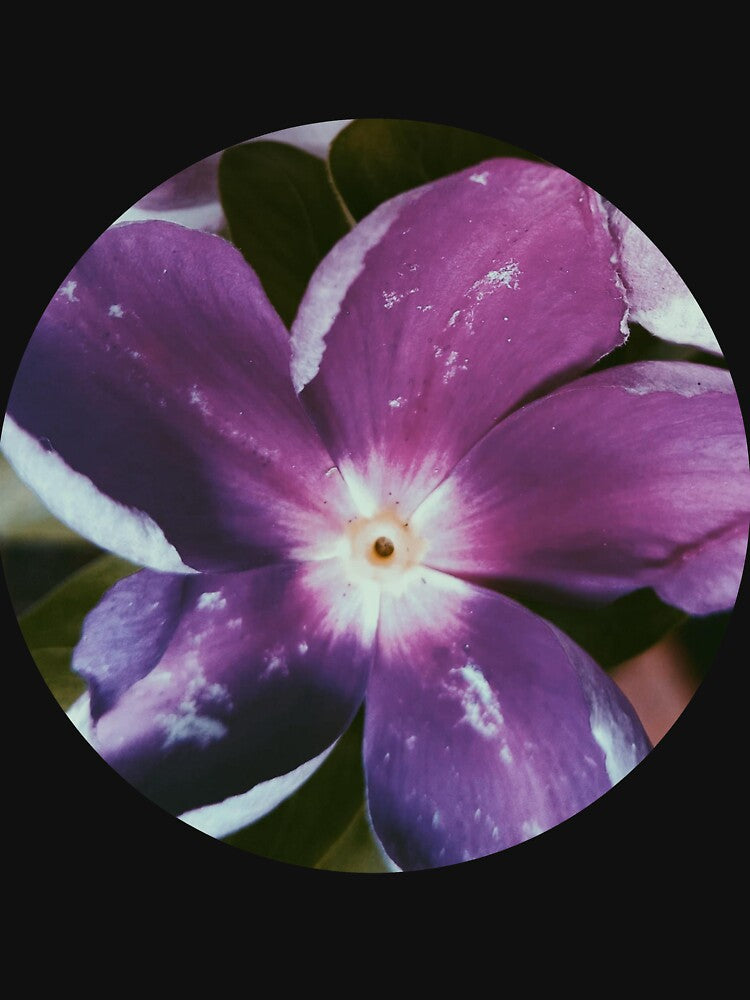 Purple flower. by Chanisa Ar