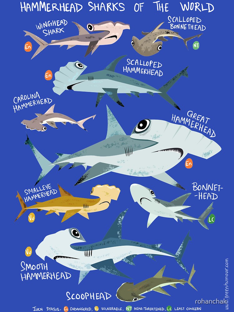 Hammerhead Sharks of the World by Green Humour