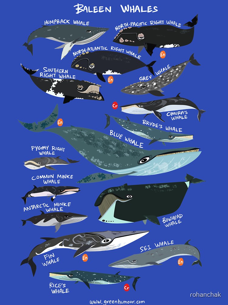 Baleen Whales by Green Humour