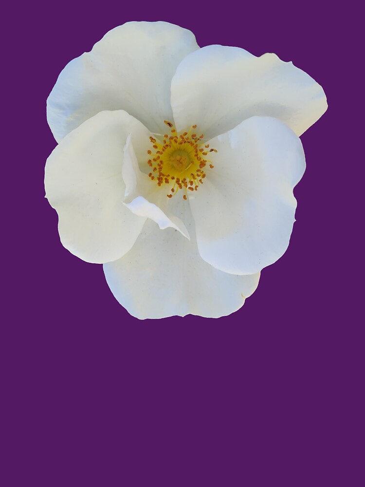 White Flower by Comfort-Station