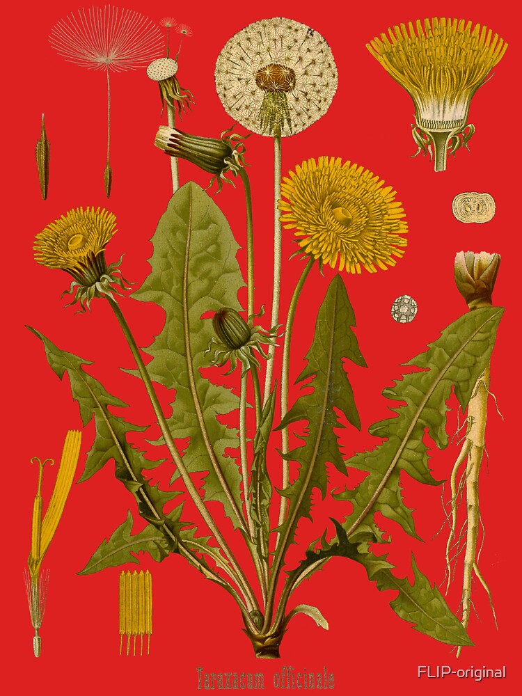 DANDELION Antique botanical illustration by FLIP-original