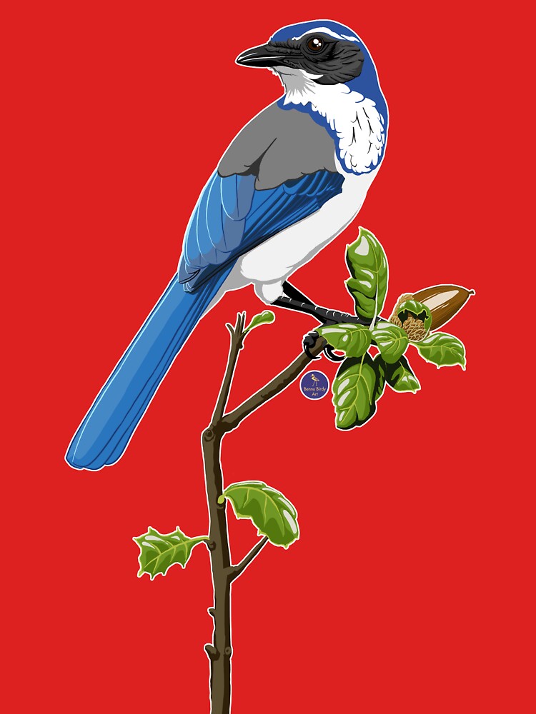 California Scrub-Jay by BennuBirdy