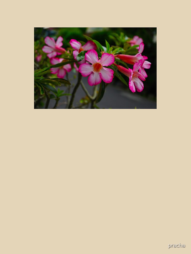 Pink Flowers by pracha