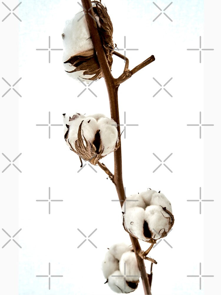 cotton sprig by IgorKovalenko