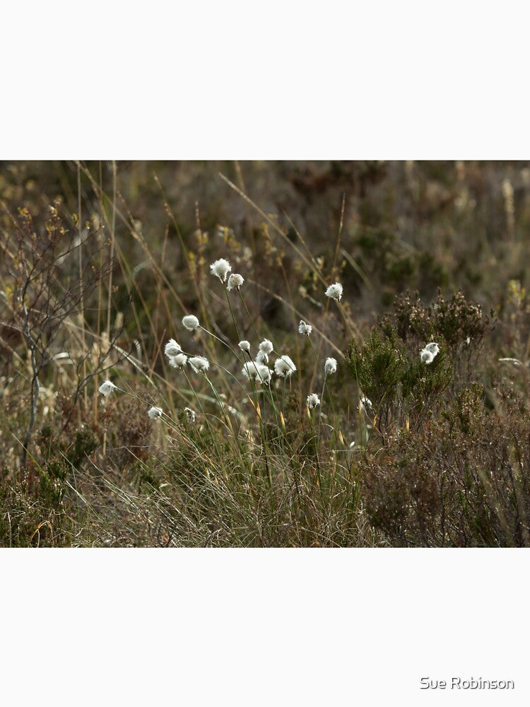 Cotton Grass by Sue Robinson