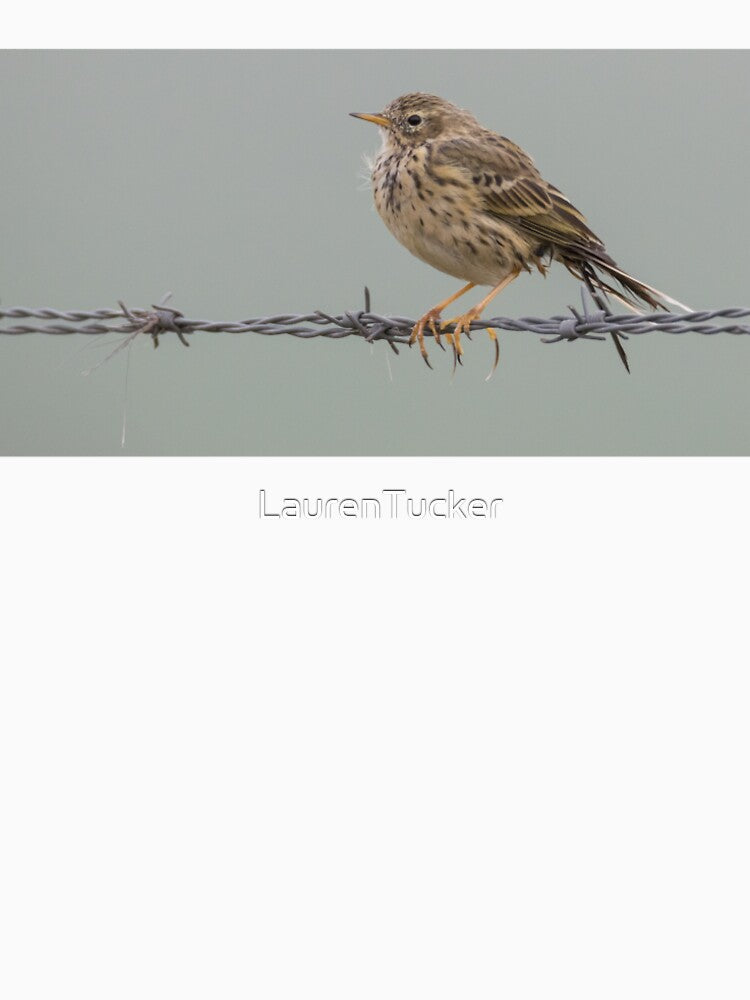 Meadow Pipit by LaurenTucker