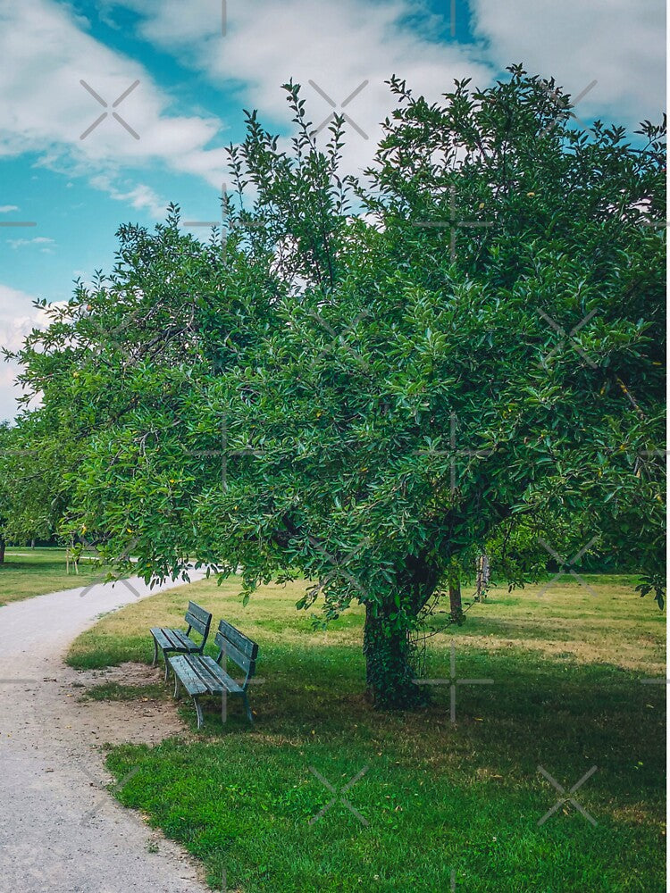 Summer Relax Park Tree Nature by eleonoraingrid