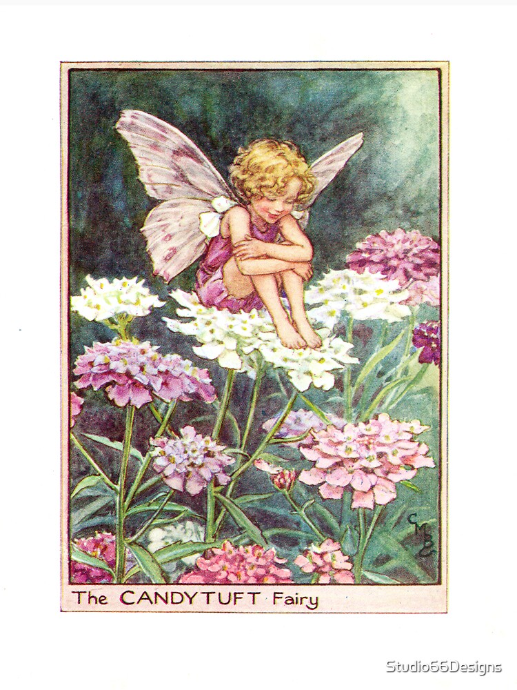 Cute Candytuft Fairy by Studio66Designs