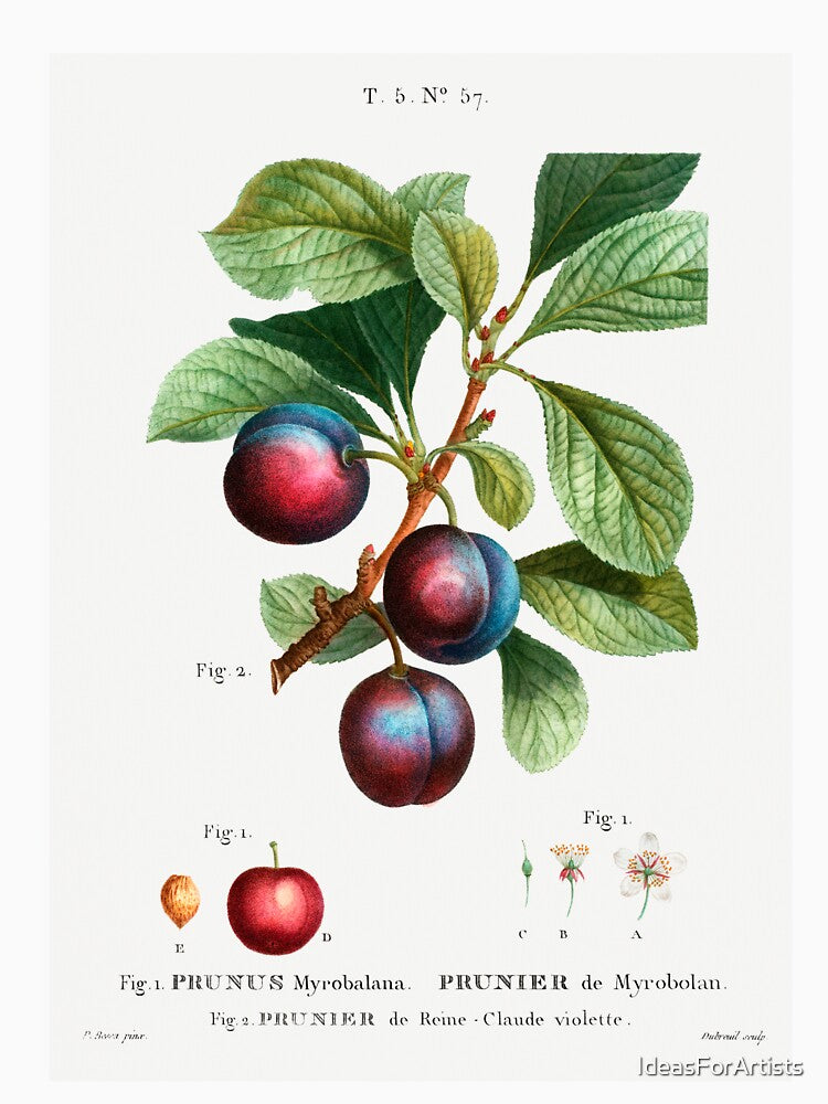 Retro Kitchen - Plums by Inspirationmotivation