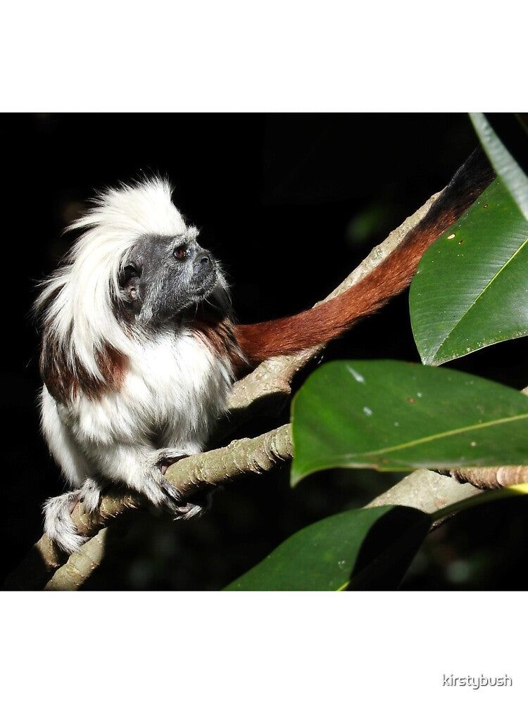 Cotton-top Tamarin by kirstybush