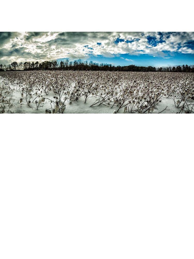 Cotton field covered in snow by GestaltImagery