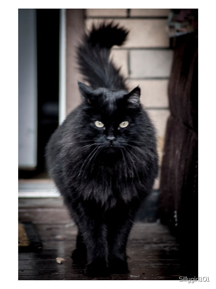 stylish black fluffy cat by Sillygirl101