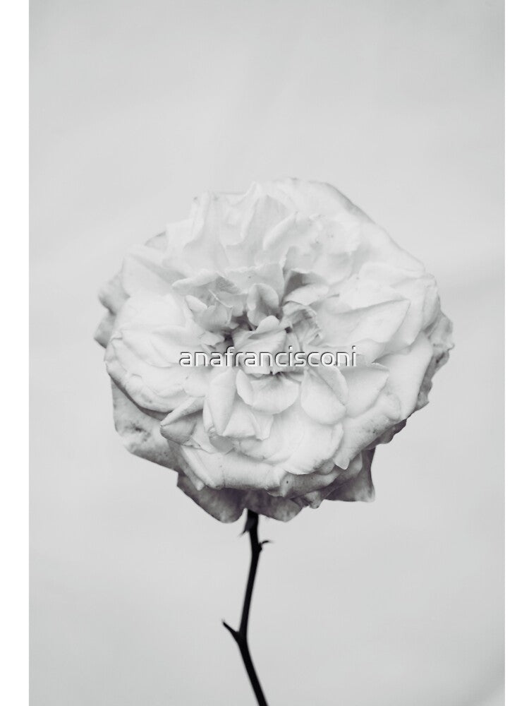 Flower Rose Black and White by anafrancisconi