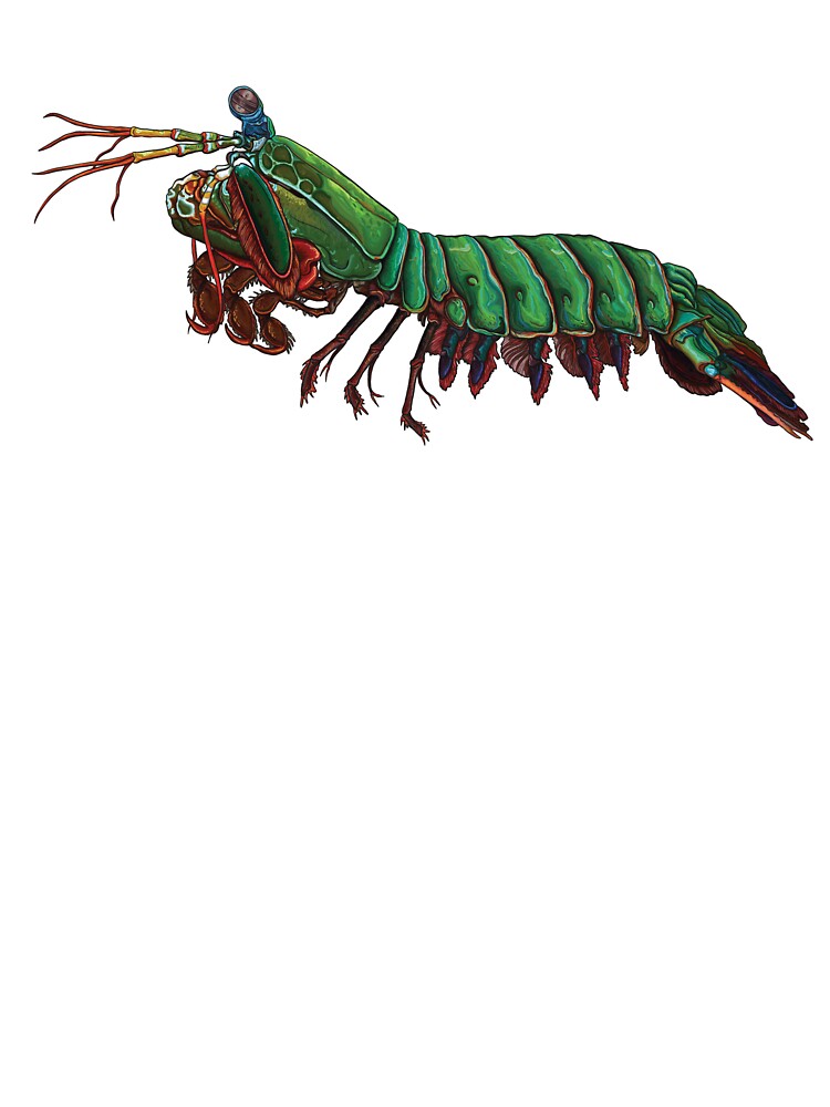 Peacock Mantis Shrimp by TheDisloyalists