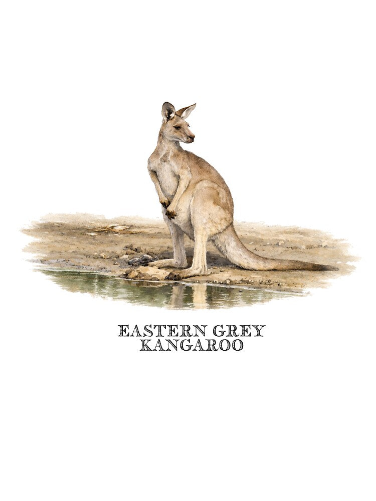 Eastern Grey Kangaroo by Outback Geo Adventures