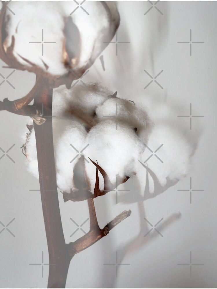 cotton flower by IgorKovalenko