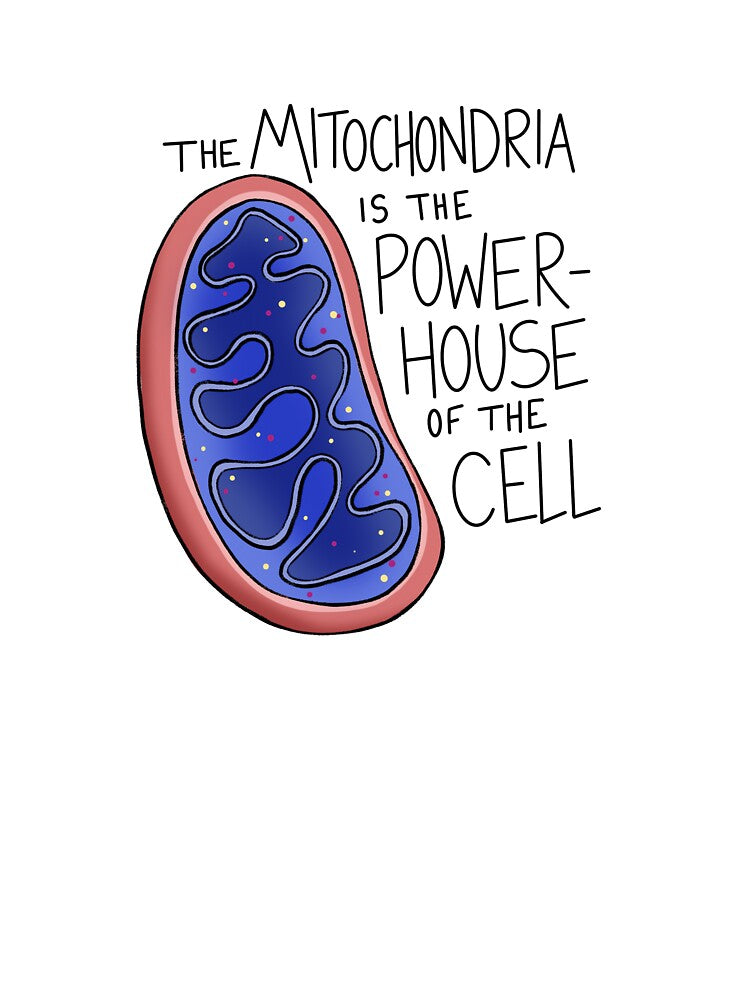 The Mitochondria by nirenroart