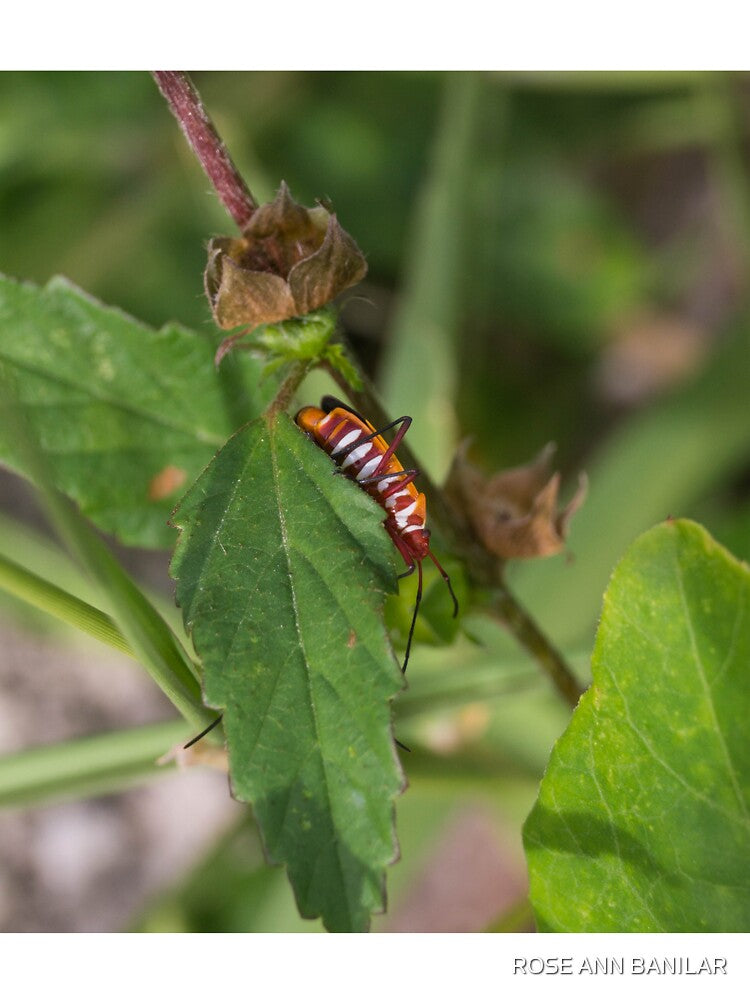 red cotton stainer bug by ROSE ANN BANILAR