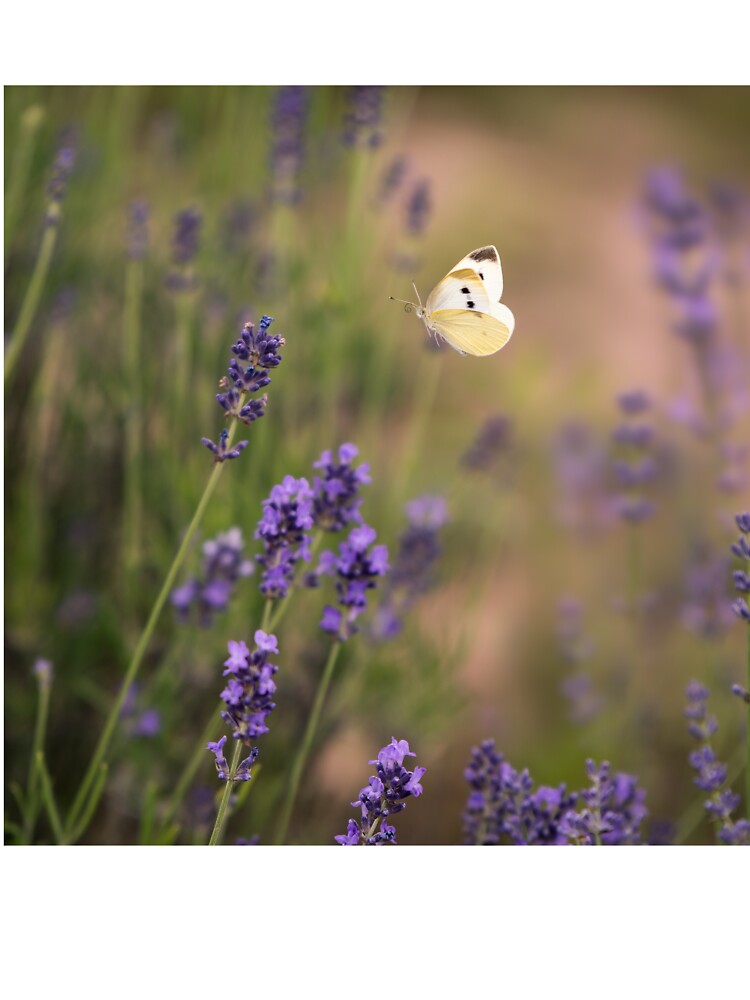 Lavender butterfly by iulianvelea