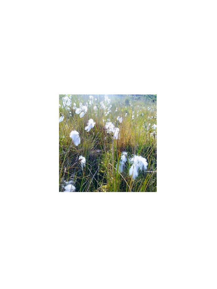 Cotton Grass by ArtinyourHeart