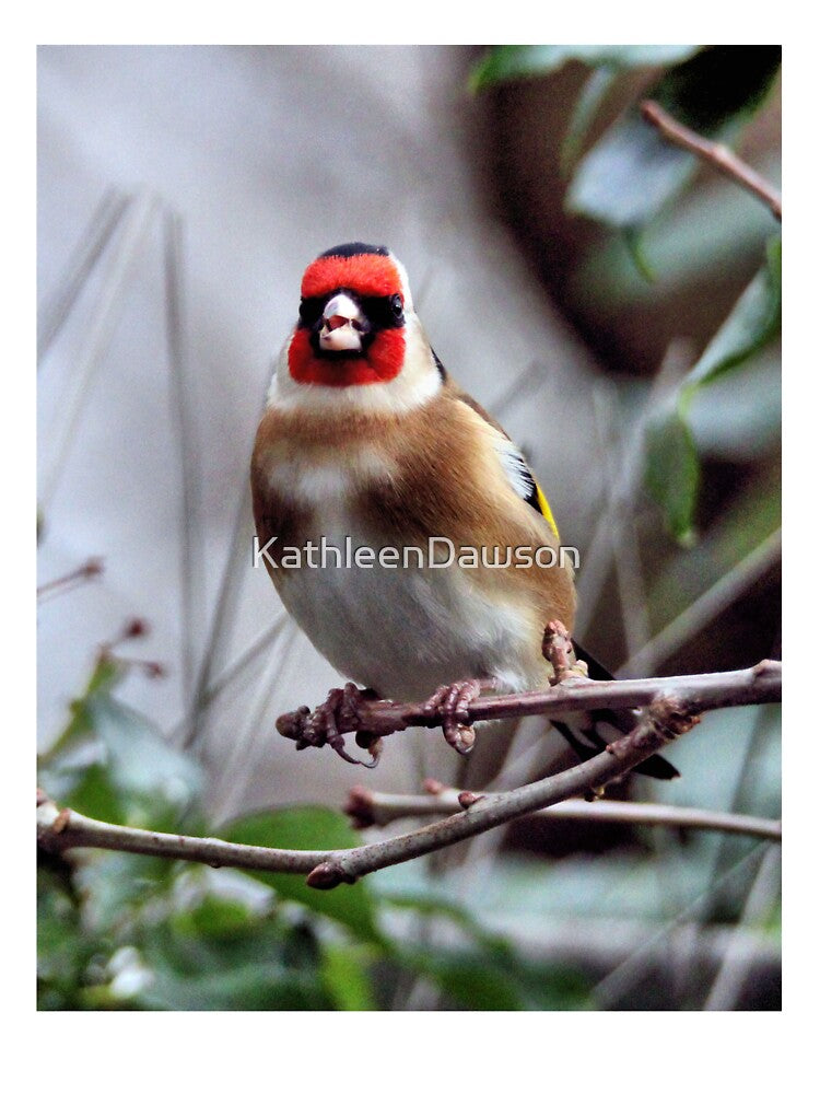 goldfinch by KathleenDawson