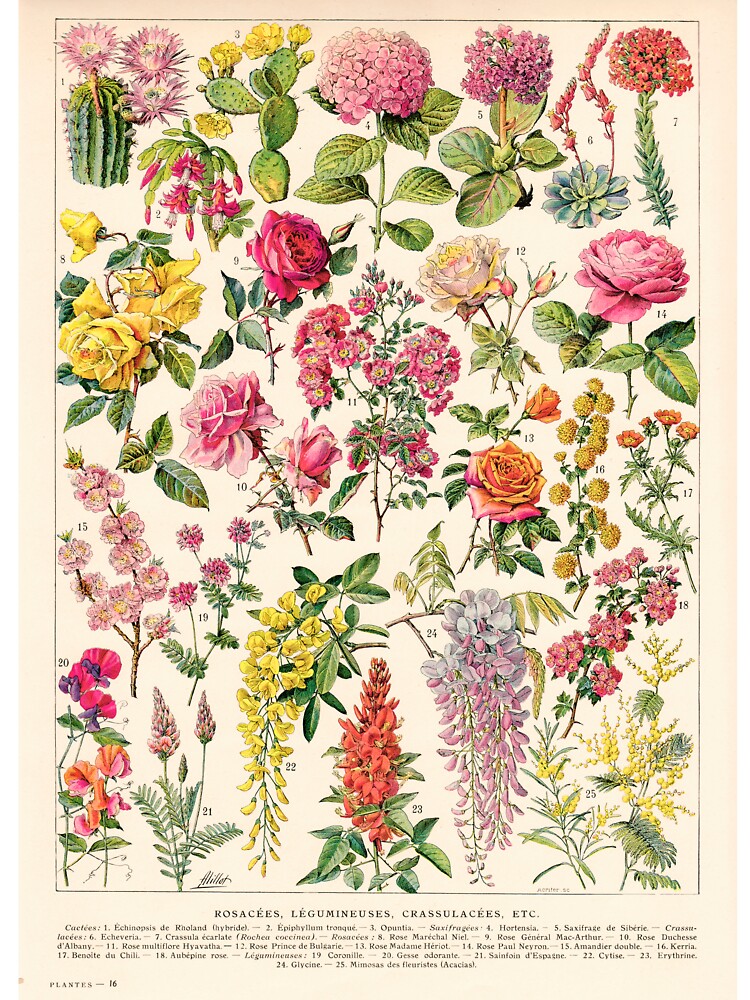 Adolphe Millot - Rosacées - French vintage botanical illustration by DejaVuStudio