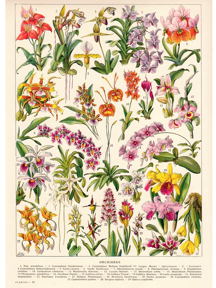 Adolphe Millot - Orchids - French vintage botanical illustration by DejaVuStudio