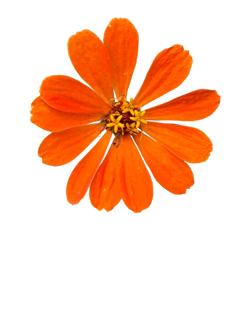 Pretty Orange Flower by mckinnon stewart