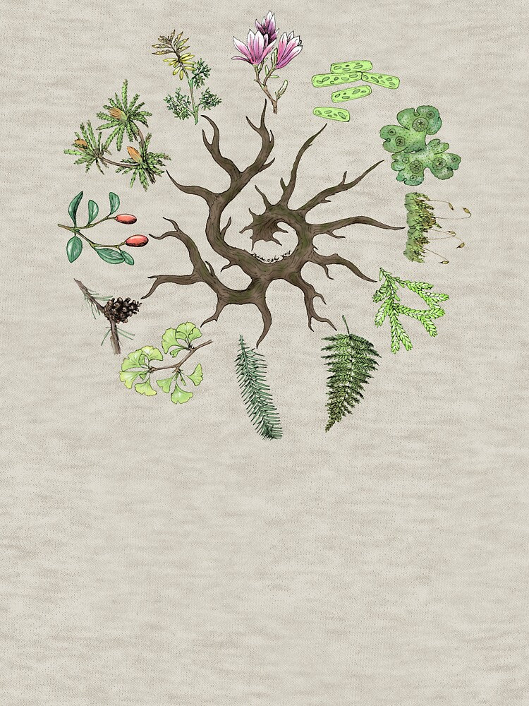 Plant Evolutionary Tree (Plain Background) by Julianne Kiely