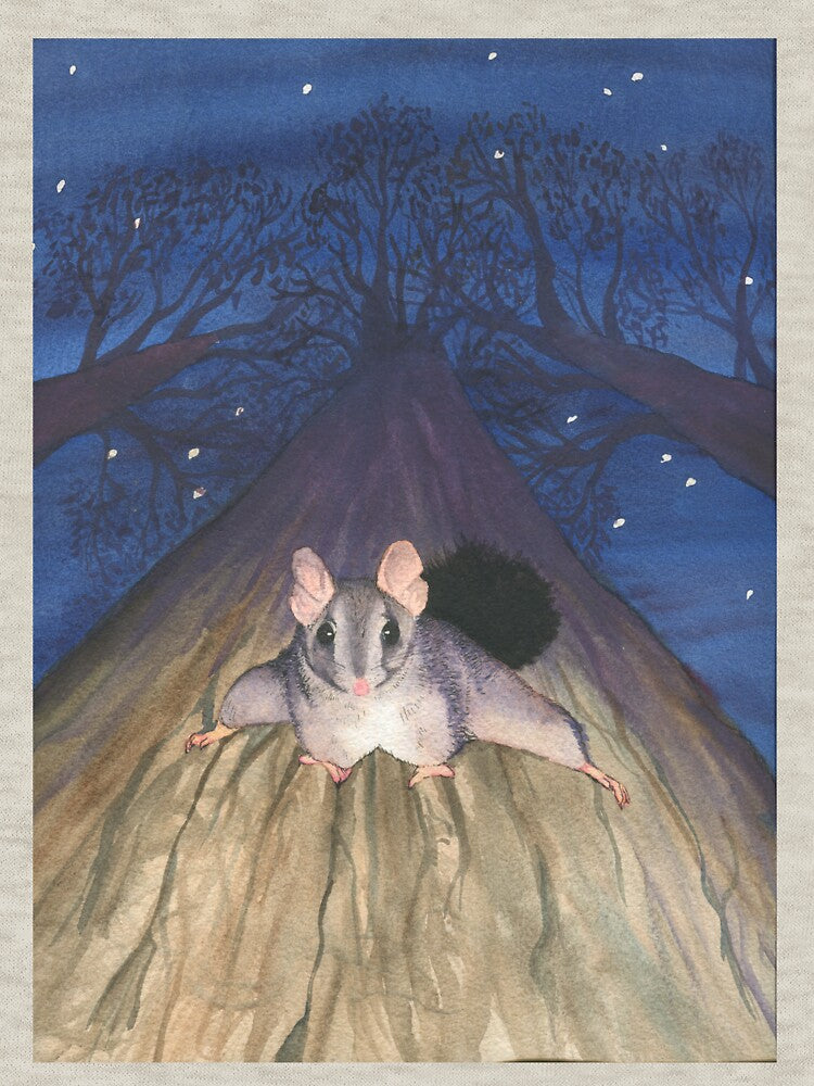 Brush-tailed Phascogale by Paula Peeters